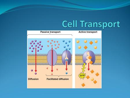 Cell Transport.