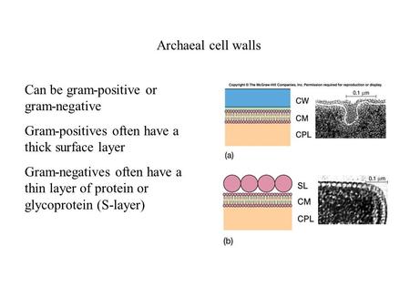 Archaeal cell walls Can be gram-positive or gram-negative Gram-positives often have a thick surface layer Gram-negatives often have a thin layer of protein.