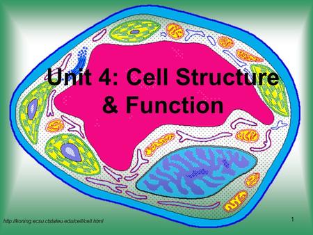 Unit 4: Cell Structure & Function  1.