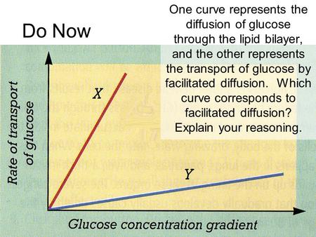 One curve represents the diffusion of glucose through the lipid bilayer, and the other represents the transport of glucose by facilitated diffusion. Which.