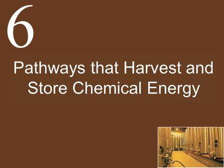 Pathways that Harvest and Store Chemical Energy 6.