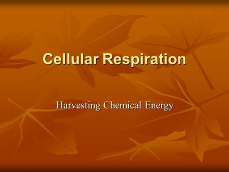 Cellular Respiration Harvesting Chemical Energy. Principles of Energy Harvest Fermentation Occurs without Oxygen Cellular respiration Occurs only with.