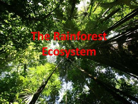 The Rainforest Ecosystem. Learning objectives: To describe the characteristics of the tropical rainforest Explain how the rainforest ecosystem works including.