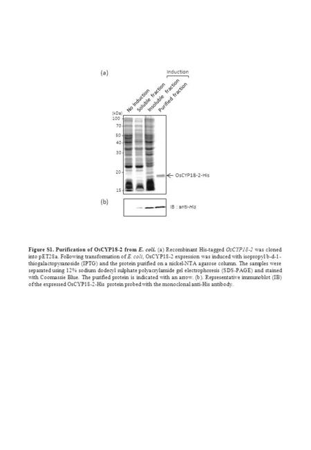 Figure S1. Purification of OsCYP18-2 from E. coli. (a) Recombinant His-tagged OsCYP18-2 was cloned into pET28a. Following transformation of E. coli, OsCYP18-2.