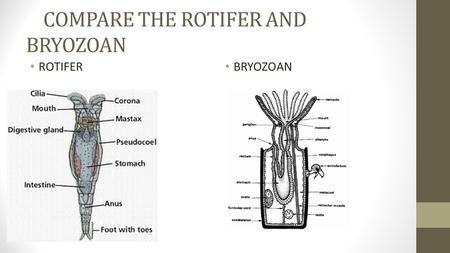 COMPARE THE ROTIFER AND BRYOZOAN