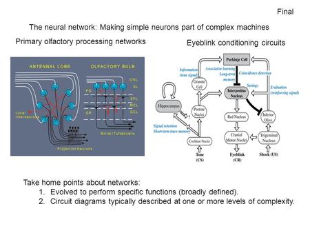 Final The neural network: Making simple neurons part of complex machines Primary olfactory processing networks Eyeblink conditioning circuits Take home.