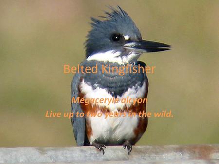 Belted Kingfisher Megaceryle alcyon Live up to two years in the wild.