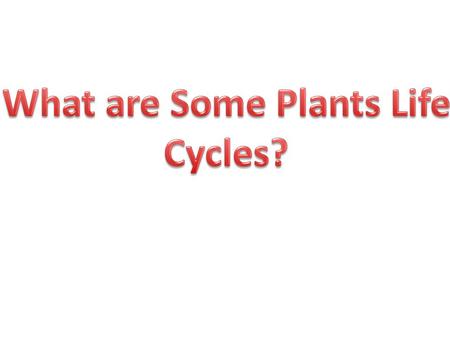 All the stages of a plant’s life make up its life cycle. A plant’s life cycle begins with a seed.