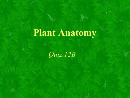 Plant Anatomy Quiz 12B. Two important characteristics of plant cells cell walls plastids.