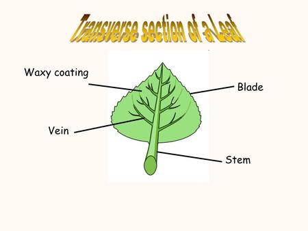 Stem Blade Vein Waxy coating. Waxy cuticle Palisade cell Xylem Phloem Stomata Guard cell.