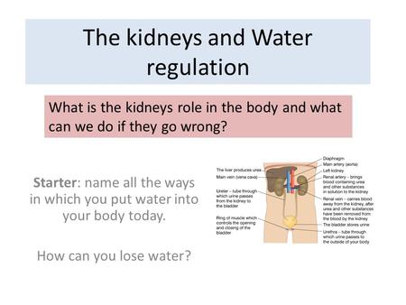 The kidneys and Water regulation