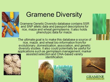 Gramene V. 211 Gramene Diversity Gramene Genetic Diversity database contains SSR and SNP allelic data and passport descriptions for rice, maize and wheat.