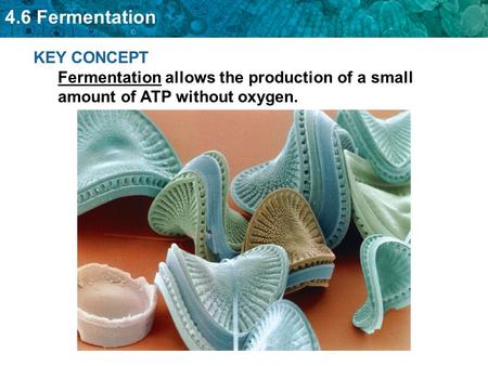 Fermentation allows glycolysis to continue.