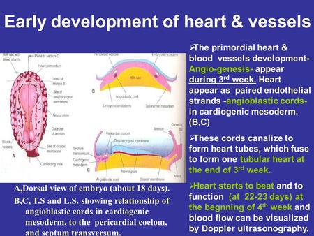 Early development of heart & vessels A,Dorsal view of embryo (about 18 days). B,C, T.S and L.S. showing relationship of angioblastic cords in cardiogenic.