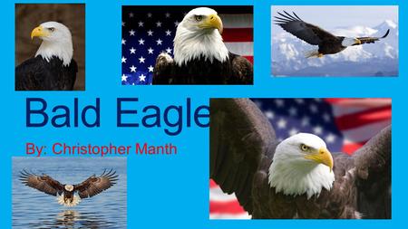 Bald Eagles By: Christopher Manth.