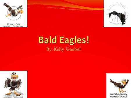 By: Kelly Gaebel. Interesting facts about Bald eagles! Bald Eagles have a different way of lifestyle than most other birds. Bald Eagles look like most.