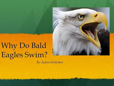 Why Do Bald Eagles Swim? By: Jaden Schlotter Meet My Neighbors The Bald Eagle usually lives near lakes, and rivers. The Bald Eagle usually lives near.