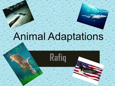 Animal Adaptations Rafiq. Platypus Adaptation 1: They have poison under their legs to defend themselves from their predators. Adaptation 2: They have.