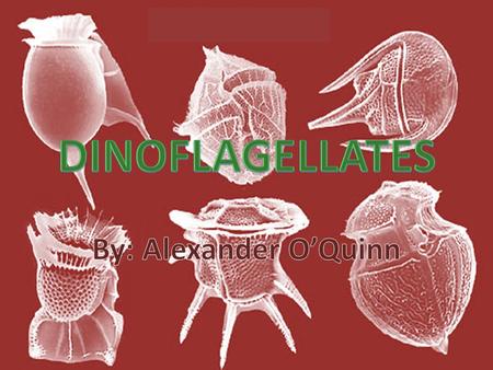 What are Dinoflagellates? Protists A type of Algae A major component of marine food chains 90% of dinoflagellates are aquatic Microscopic, largest are.