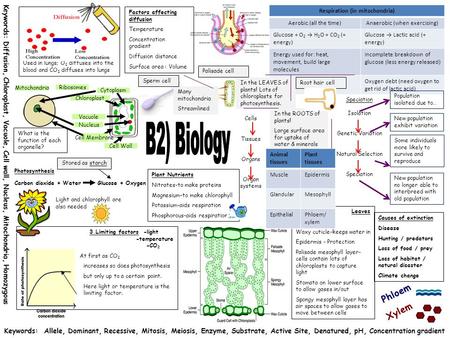 Plant Nutrients Nitrates-to make proteins Magnesium-to make chlorophyll Potassium-aids respiration Phosphorous-aids respiration Many mitochondria Streamlined.