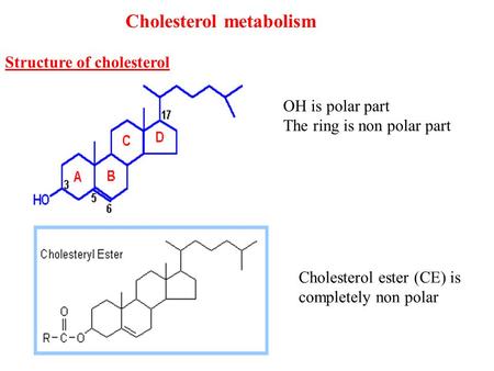 Cholesterol metabolism Structure of cholesterol OH is polar part The ring is non polar part Cholesterol ester (CE) is completely non polar.