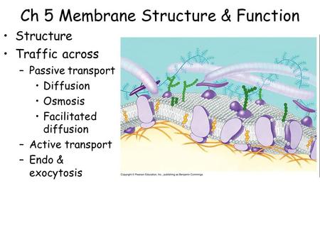 Ch 5 Membrane Structure & Function Structure Traffic across –Passive transport Diffusion Osmosis Facilitated diffusion –Active transport –Endo & exocytosis.