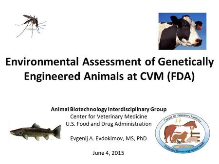 Environmental Assessment of Genetically Engineered Animals at CVM (FDA) Animal Biotechnology Interdisciplinary Group Center for Veterinary Medicine U.S.