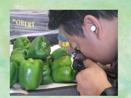 What are your thoughts on these pictures Plant Quarantine Diego Martin North Secondary School.