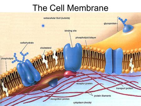 The Cell Membrane.