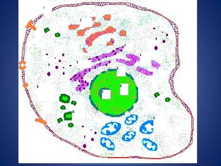 Starter 1.What are the two categories of cells? 2.How are they different? 3.What are examples of each?