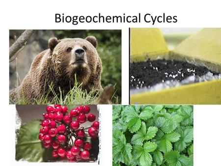 Biogeochemical Cycles. I. Cycling in Nature A.The structure of ecosystems is influenced by the availability of nutrients and energy. B.The elemen ts essential.