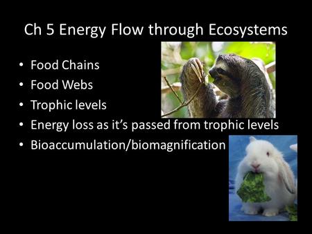 Ch 5 Energy Flow through Ecosystems