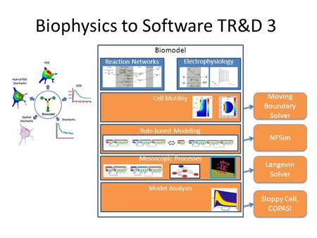 Biomodel Reaction Networks Electrophysiology Rule-based Modeling  Mesoscopic Processes Cell Motility Model Analysis Moving Boundary Solver Moving Boundary.