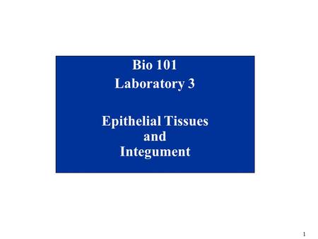 1 Bio 101 Laboratory 3 Epithelial Tissues and Integument.