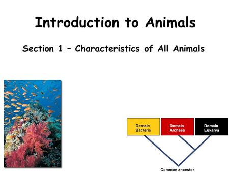 Introduction to Animals