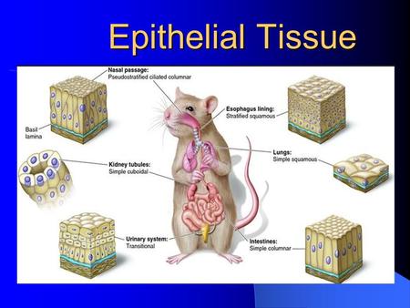 Epithelial Tissue. Four Types of Tissue Epithelial (protection) Connective (support) Muscle (movement) Nervous (control)