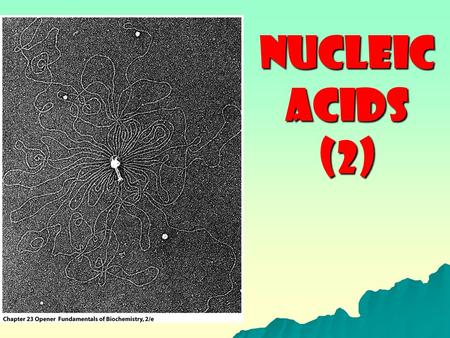 NUCLEIC ACIDS (2).