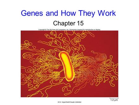 Genes and How They Work Chapter 15. 2 The Nature of Genes Early ideas to explain how genes work came from studying human diseases. Archibald Garrod studied.