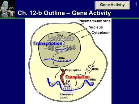 Gene Activity 1 Ch. 12-b Outline – Gene Activity.