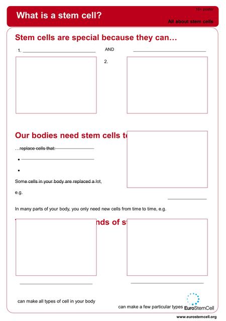 What is a stem cell? Stem cells are special because they can… 1. 2. Our bodies need stem cells to… …replace cells that:  Some cells in your body are replaced.