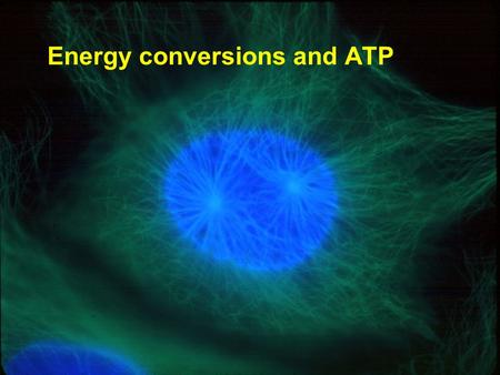 Copyright © 2005 Pearson Education, Inc. publishing as Benjamin Cummings Energy conversions and ATP.