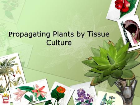 Propagating Plants by Tissue Culture