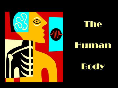 The Human Body. Anatomical terms Directional –Midline –Medial –Lateral –Bilateral –Mid-axillary –Anterior –Posterior –Ventral –Dorsal –Inferior –Superior.