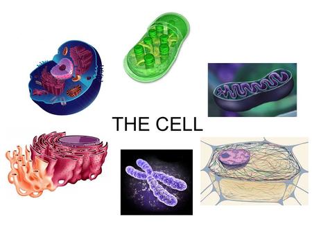 THE CELL.