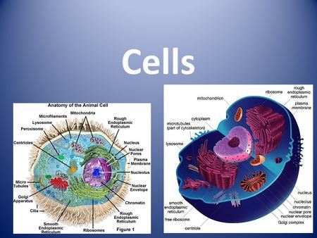 Cells. Who Gave cells their Name? Robert Hooke – He looked at thin slices of cork through the microscope. They reminded him of the small rooms in a monastery.