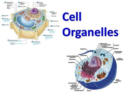 Cell Organelles.