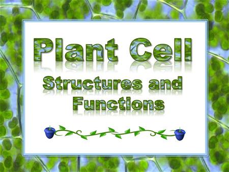 Nickname: “The Supporter” Who was this in our survivor cell? Function: Provides support and protection to the cell membrane.