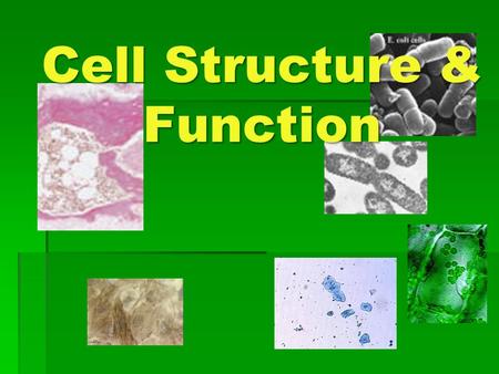 Cell Structure & Function. Life is Cellular A little history…  1600s: van Leeuwenhoek used microscope to study nature  1665: Hooke used microscope.