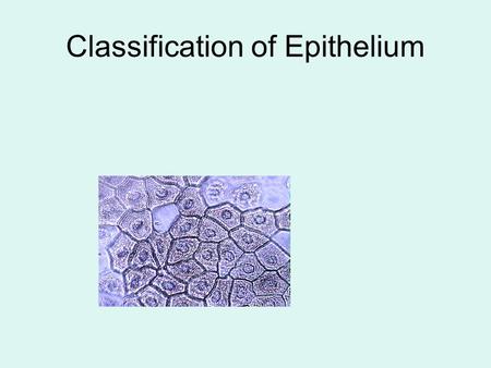 Classification of Epithelium. Each epithelial type has two parts to its name: 1) Number of layers present.