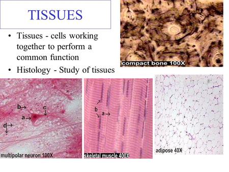 TISSUES Tissues - cells working together to perform a common function Histology - Study of tissues.